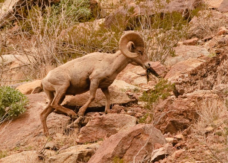 Desert Bighorn Sheep-6011 - UNTITLED ©2010 Dan Stevenson